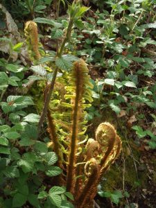La Collection de Rhodo de Jean-François Saint Jalm à Séglien (56)