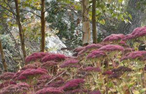 Le Jardin Luluberlue à Sixt sur Aff (35)