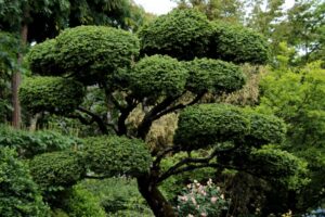 Les Jardins d’Altona à Fondettes (37)