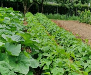 Le Jardin de Chantal et Bernard Danion à Saint-Nicolas du Tertre (56)