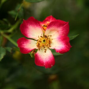 Le Jardin la Boulas à Cérelles (37)