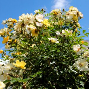 Le Village de Chédigny (37)