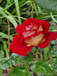 Les Chemins de la Rose à Doué la Fontaine (49)