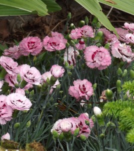 Le Jardin de Jacqueline à Saint Jean Brévelay, primé en 2022