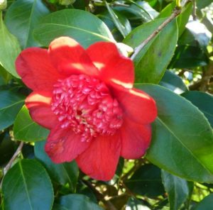 Le Jardin de Jacqueline à Saint Jean Brévelay (56) en 2023