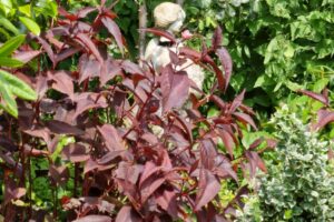 Le Jardin d’Eliane à Hanvec (29)