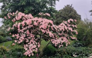 Le Jardin de M et Mme Rousseau à Ernée (53) en 2023