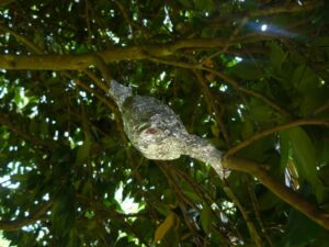 Atelier Marcottage aérien en 2023