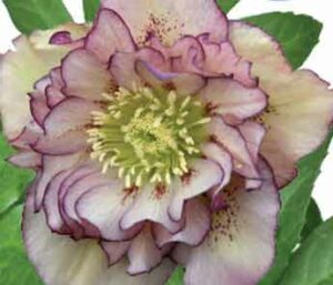 Le Jardin de Marie-Thérèse Bleuzen en 2013 à Briec sur Odet (29)