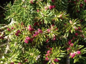 Abies Koreana ‘Icebreaker’