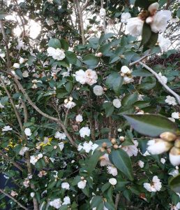 Camellia ‘Cinnamon Cindy’ et Camellia Transnokoensis