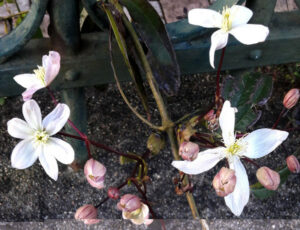 Clematis Armandii
