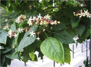 Clerodendron Trichotonum