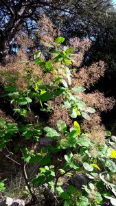 Cotinus Coggigria, ou Rhus Cotinus