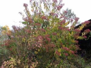 Heptacodium Miconioïdes