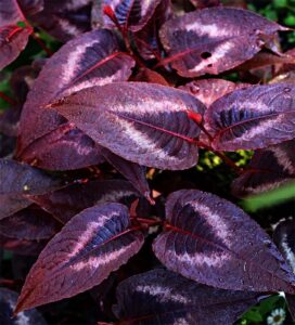 Persicaire Microcephala Red Dragon