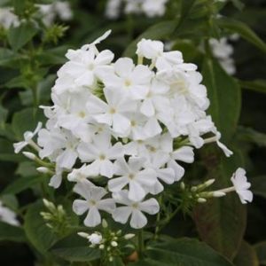 Phlox Subulata ‘Benita’