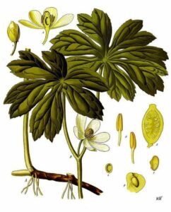 Podophyllum
