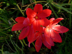 Schizostylis Coccinea