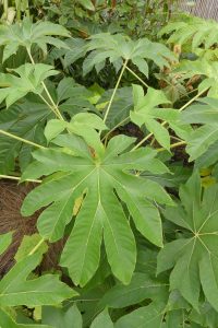 Tetrapanax Papyrifer