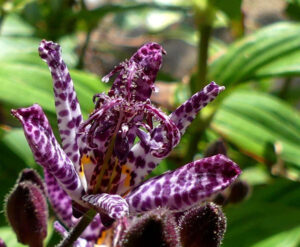 Tricyrtis Formosa