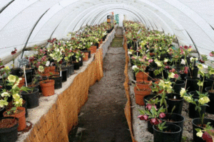 La Pépinière de Thierry Delabroye à Hantay 59