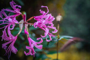 Nerine bowdenii ‘Lys de Guernesey’