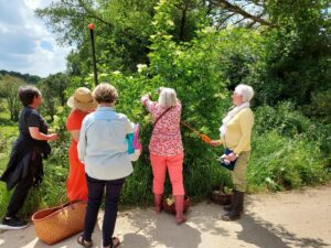 Atelier Cueillette de fleurs de sureau