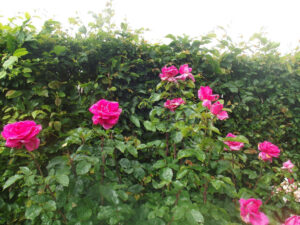 Atelier Taille de rosiers