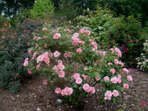 La Pépinière La Peignie à Ménéac 56