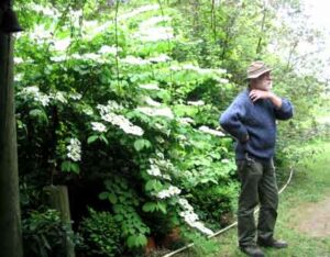 La Pépinière de Maurice Laurent à St Romain en Gal 69