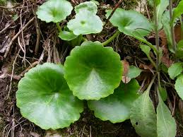 Atelier Sortie nature : Découverte des plantes sauvages comestibles