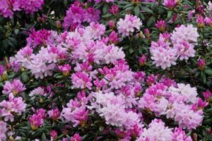 Le Jardin de Gaïd et Alain Bléogad à Fouesnant (29)