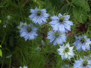 Un Jardin à Landrévarzec (29) en 2024