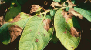 Le mildiou par Jean Yves