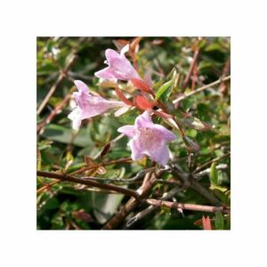 Abelia ‘Edward Goucher’