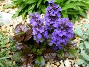 Ajuga reptans
