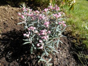 Andromeda Polifolia Blue Ice