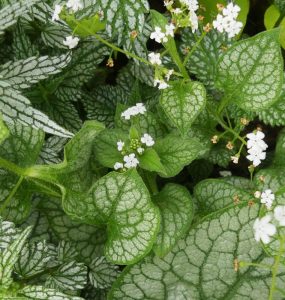 Brunnera macrophylla