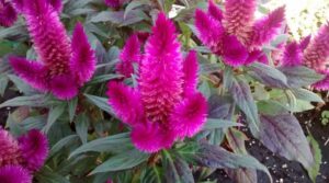 Celosia ‘Caracas’