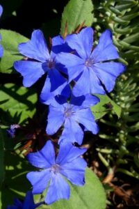 Ceratostigma plumbaginoides