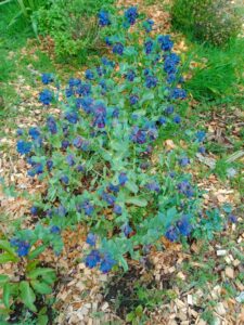 Cerinthe major purpurascens