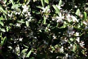 Eriostemon myoporoides