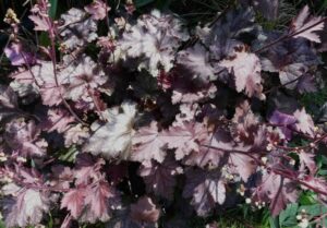 Heuchera