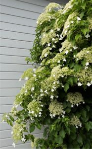 Hydrangea petiolaris