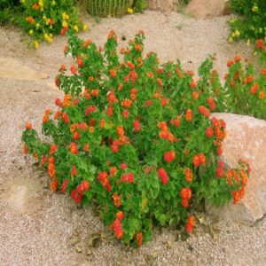 Lantana camara ‘Radiation’