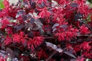 Loropetalum chinense