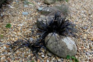 Ophiopogon planiscapus ‘Nigrescens’