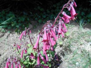 Phygelius capensis ‘Red Emperor’