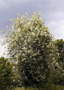 Prunus padus